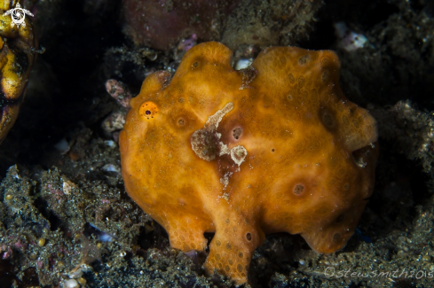 A Frogfish