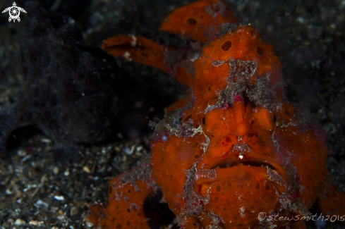 A Frogfish