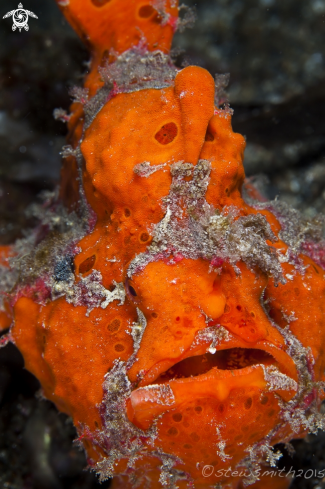 A Frogfish