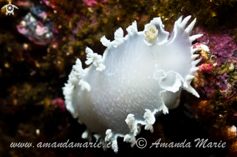 A Dimondback Nudibranch