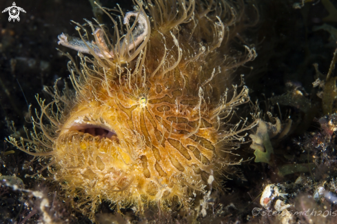 A Frogfish