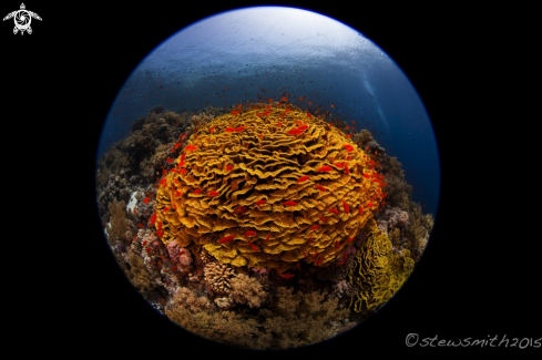 A Reef Scenes