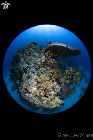 A Reef Scenes