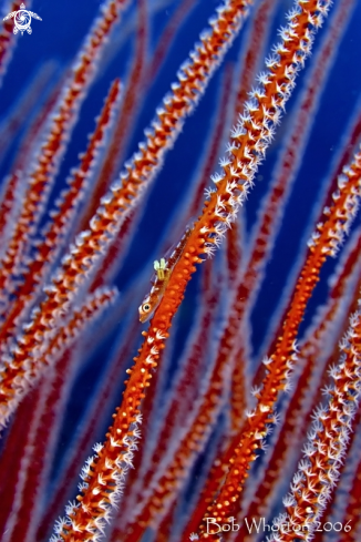 A whip goby with parasite