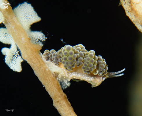 A Nudibranchs 