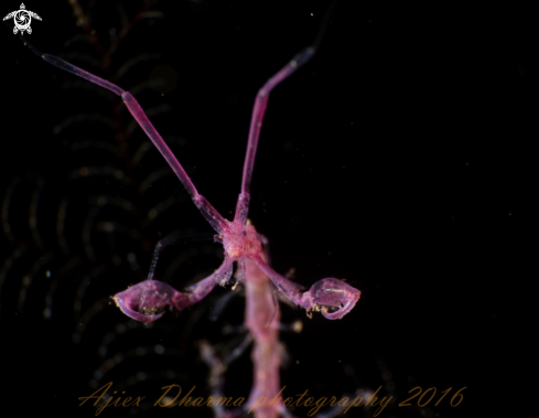 A caprella spp | skeleton shrimp 