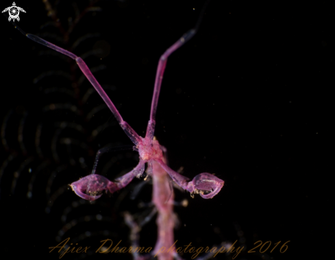 A skeleton shrimp 