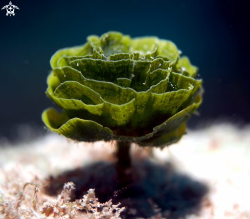 A Rhipocephalus phoenix | Pinecone Algae