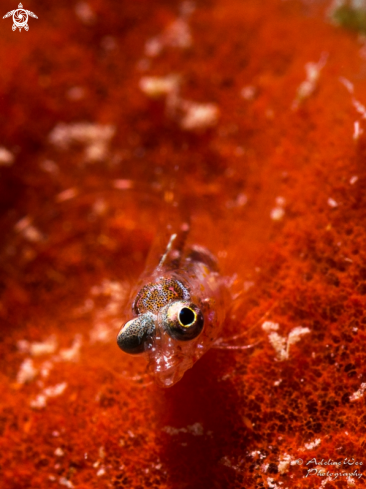 A Goby