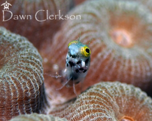 A Secretary Blenny