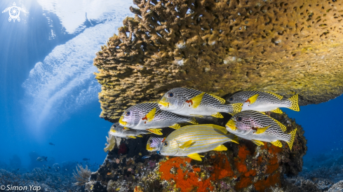 A Plectorhinchus chrysotaenia, Plectorhinchus lineatus | Celebes Sweetlips, Diagonal-banded Sweetlips (2 species)