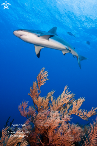 A Carcharhinus perezii | Caribbean Reef Shark