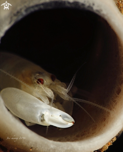 A Synalpheus carinatus  | Snapping shrimp