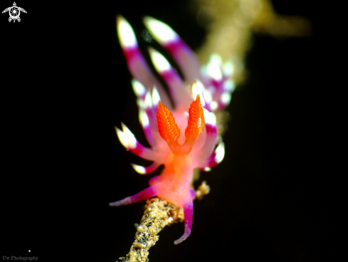 A Flabellina exoptata | Flabellina 