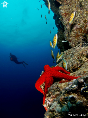 A estrella de mar