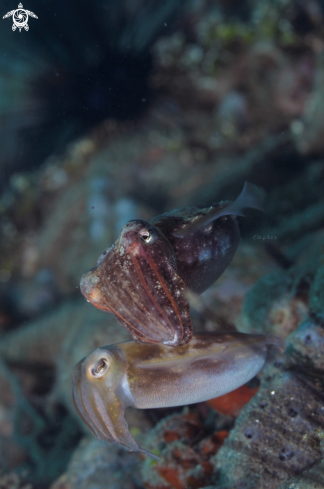 A Cuttle Fish