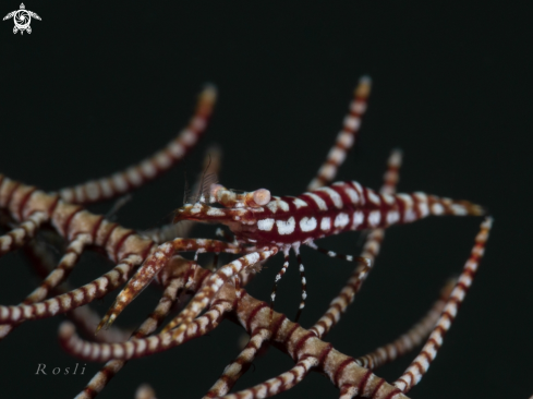 A Crinoid Shrimp