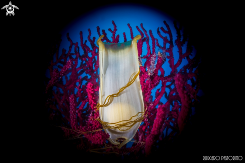 A Scyliorhinus canicula egg | Spotted catshark egg