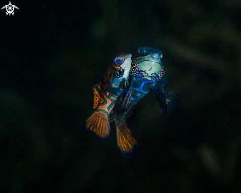 A Mandarin Fish