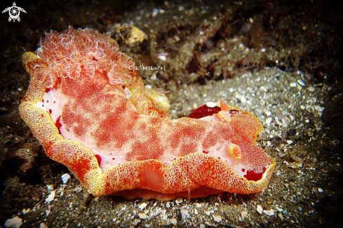 A Hexabrancus Sanguineu | Spanish Dancer