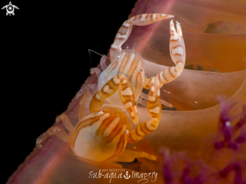 A Haig's Porcelain Crabs