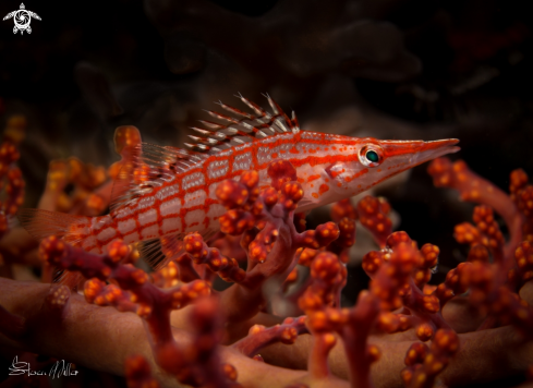 A Juvenile Hawkfish