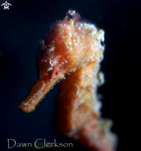 A Long Snout Seahorse