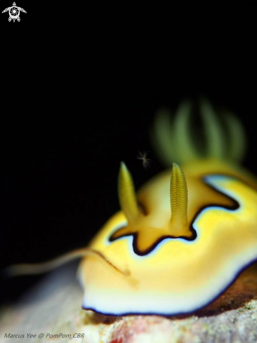 A Creamy Chromodoris | NudiBranch