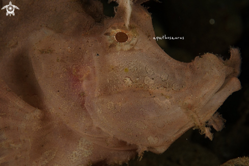 A Weedy Scorpionfish