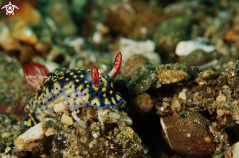 A Hypselodoris Infucata | Nudibranch