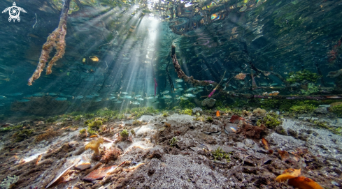 A Mangrove