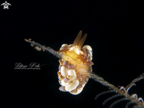 A Pencil Nudibranch