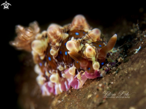 A Nudibranch