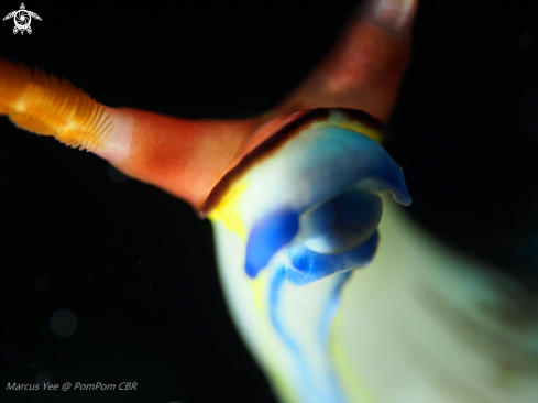 A NudiBranch