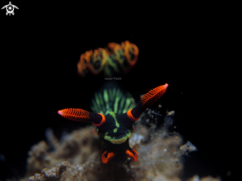 A Nembrotha