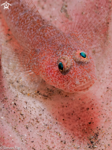 A Pleurosicya sp. | Pink Ghost Goby