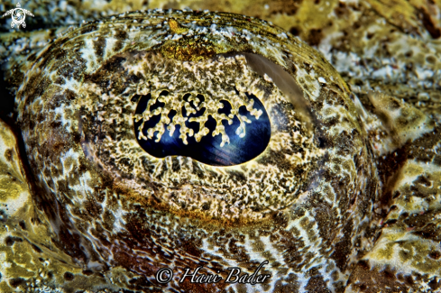 A crocodile fish eyes