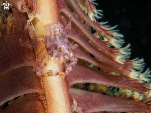 A Porcelain crab