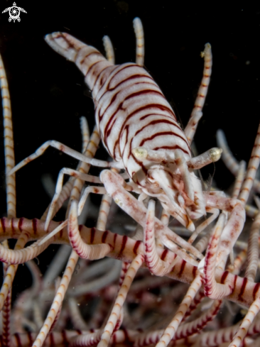 A Crinoid Shrimp | Crinoid Shrimp