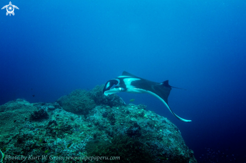 A Manta Ray