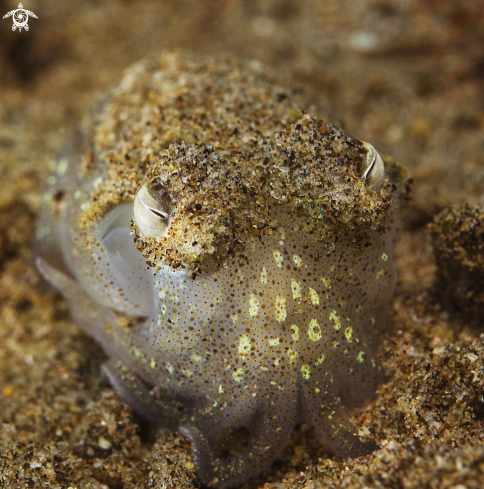 A Bobtail squid