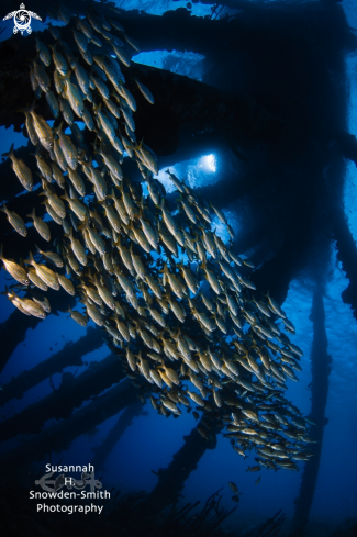 A yellow striped grunts