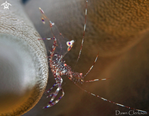 A Periclimenes yucatanicus | Spotted Anemone Shrimp