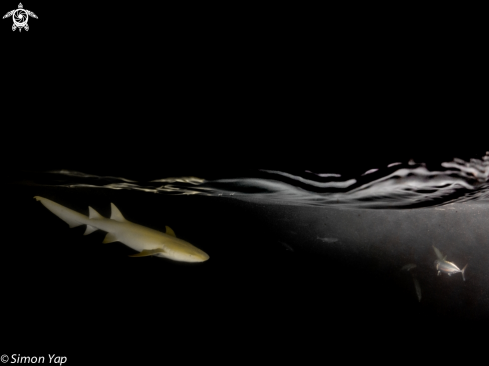 A Tawny Nurse Shark, Oriental Bonito