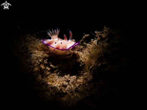 A Nudibranch