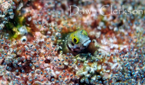 A Spinyhead Blenny