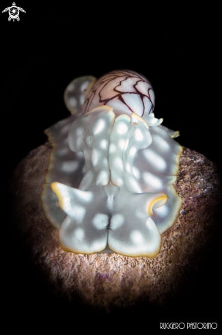 A Micromelo undatus | Bubble snail