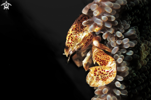 A PORCELAIN CRAB