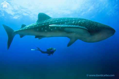 A Tiburón ballena