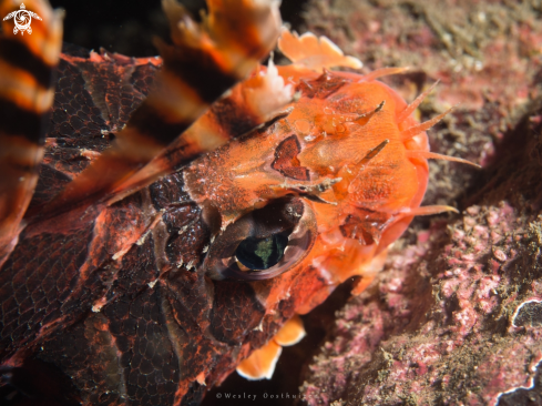 A Pterois | Lionfish